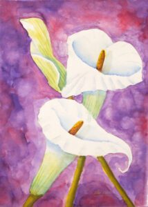 Aquarell Callas